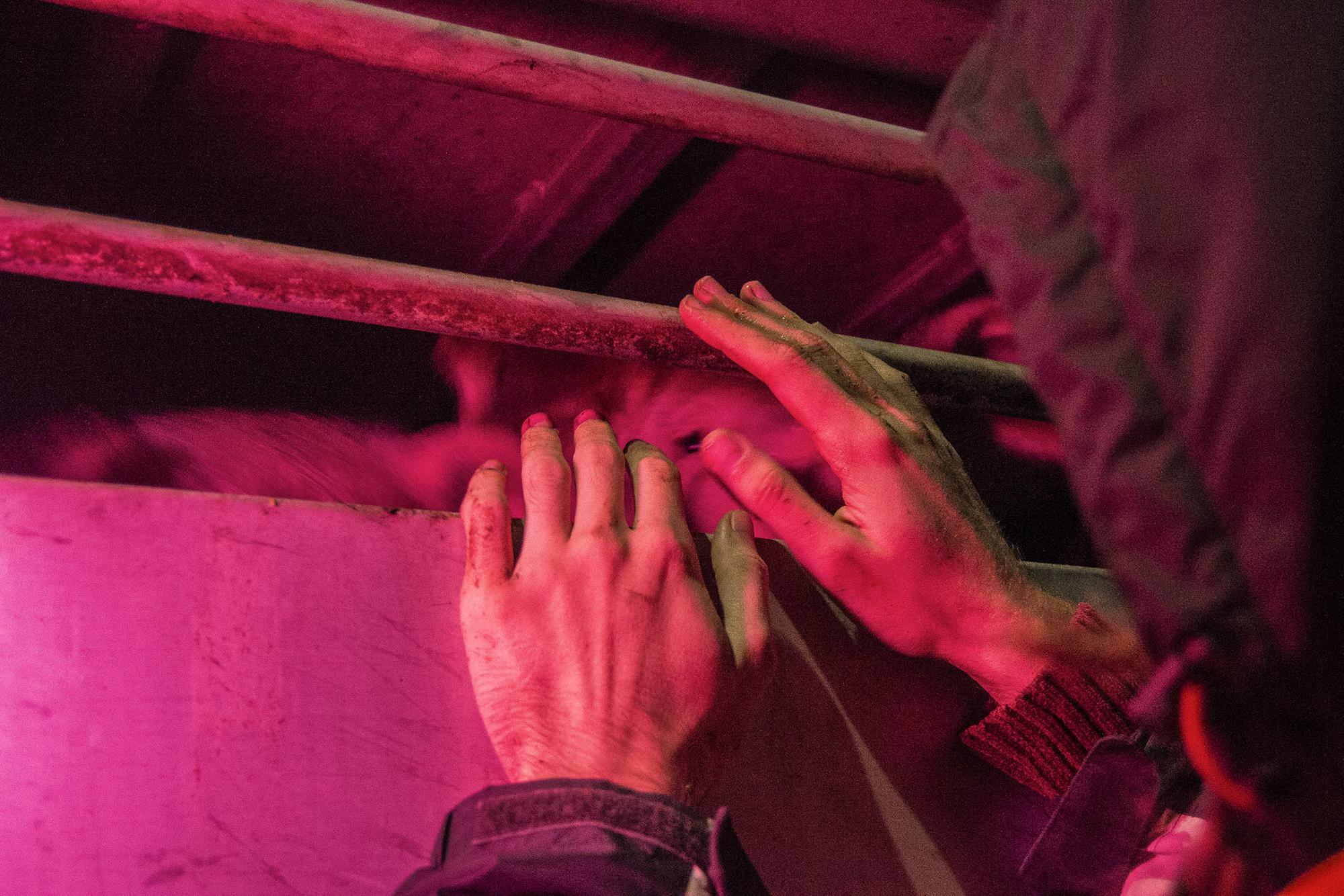 Un activista acarona els animals a les caixes del camió